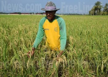 Serangan Cekik Leher, Petani Aceh Timur Terancam Gagal Panen