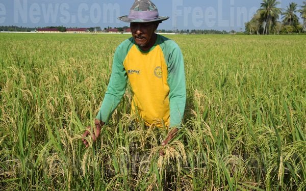 Serangan Cekik Leher, Petani Aceh Timur Terancam Gagal Panen