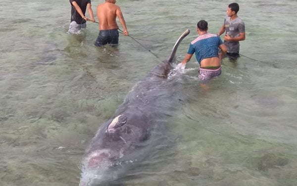 Satu Paus Terdampar di Pantai Aceh Selatan