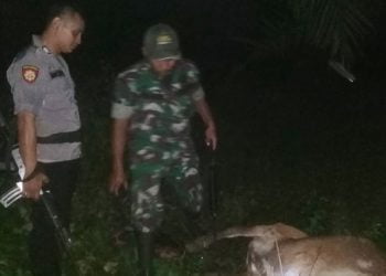 Ternak Warga Aceh Timur Dimangsa Harimau