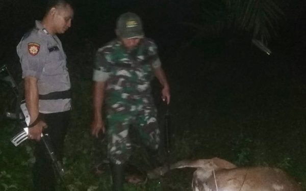 Ternak Warga Aceh Timur Dimangsa Harimau