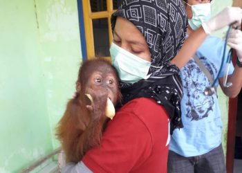 Dua Hari Terakhir BKSDA Sita 2 Orangutan di Aceh