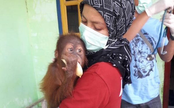 Dua Hari Terakhir BKSDA Sita 2 Orangutan di Aceh