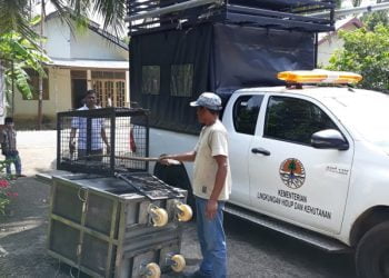 BKSDA Aceh Evakuasi Ular Piton 5 Meter