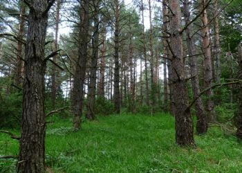 Lima Pemuda Aceh Timur Dikabarkan Hilang di Hutan