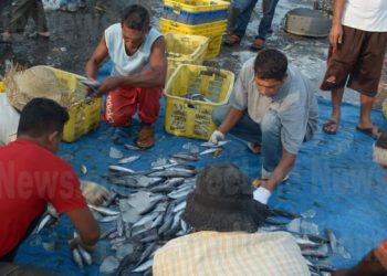 Harga Ikan Anjlok di Aceh, Tongkol Rp 5000/Kg