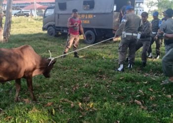 Satpol PP Tertipkan Ternak Berkeliaran di Pusat Ibu Kota Aceh Timur