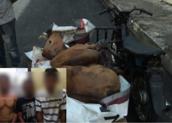Jelang Sahur, 3 Tersangka Maling Sapi Diciduk Polisi