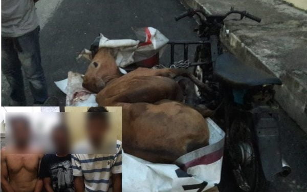 Jelang Sahur, 3 Tersangka Maling Sapi Diciduk Polisi