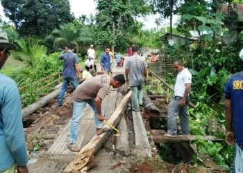 Pohon Kelapa Belah Dua Lantai jembatan Akses ke Makam Sulthan Peureulak