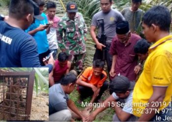 BKSDA Aceh Evakuasi Seekor Kucing Emas di Trumon