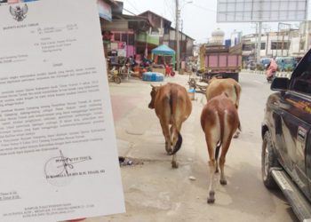 Hewan Ternak Lukai Pengguna Jalan, Keuchik Diminta Indahkan Edaran Bupati