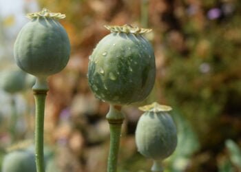 Kisah Raja Simpang Ulim Menghukum Mati Penghisap Candu