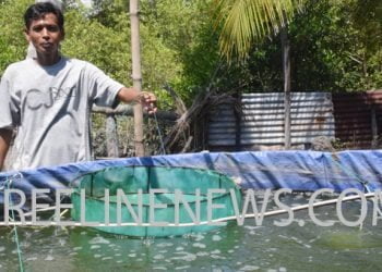 Begini Caranya PNS Ini, Sukses Menekuni Budidaya Vaname di Kolam Tenda