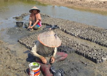Cegah Abrasi Pantai 25 Ribu Bibit Bakau Akan Ditanam di Pesisir Bagok