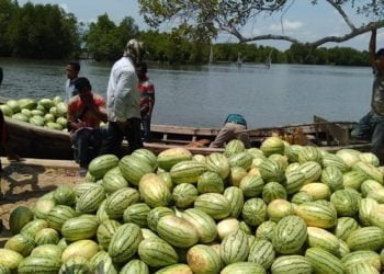 Krueng Tho, Pulau Primadona Para Petani Semangka di Aceh Timur
