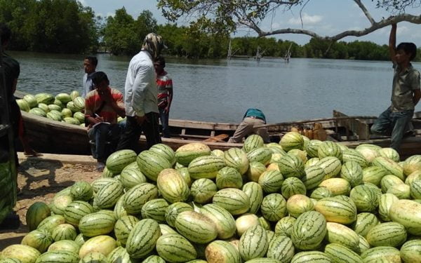 Krueng Tho, Pulau Primadona Para Petani Semangka di Aceh Timur