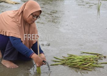 Antisipasi Abrasi Pantai Kelompok Raja Mangrove Tanam 25 Ribu Bibit Bakau