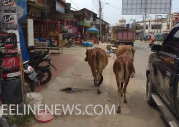 Musim Luwah Blang Tradisi Yang Sudah Meresahkan