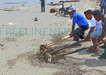 Heboh, Nelayan Temukan Bangkai Babi di Pinggir Pantai Bagok