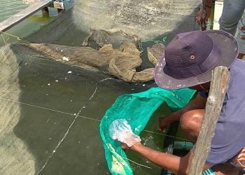 Melirik Usaha Keramba Benih Kerapu di Pesisir Pantai Timur
