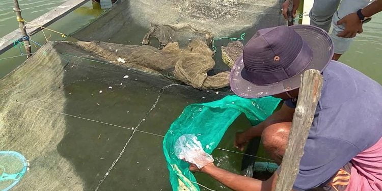 Melirik Usaha Keramba Benih Kerapu di Pesisir Pantai Timur