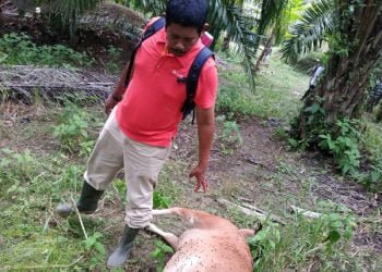 5 Sapi Tewas Dimangsa Harimau, 1 Keluarga Terpaksa Mengungsi