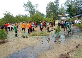HUT Aceh Timur Ke-63, Kwarcab Pramuka Tanam Seribu Pohon Mangrove