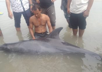 Nelayan Kuala Leuge Selamatkan Satu Ekor Paus Terdampar