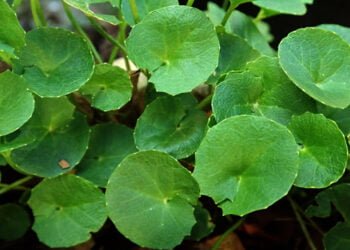 Menguak Manfaat Brahmi Untuk Kesehatan Otak Anda