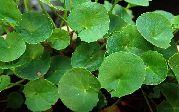 Menguak Manfaat Brahmi Untuk Kesehatan Otak Anda