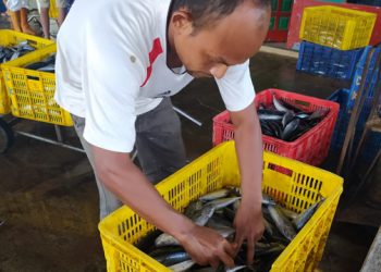 Ini Akibat COVID- 19, Harga Umang-Umang Anjlok,  Hasil Tangkapan Meningkat