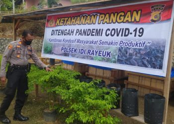 Ini Lahan Percontohan Ketahanan Pangan Polsek Idi Rayeuk di Tengah Pandemi COVID- 19