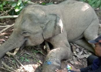 Sumatran elephant calves entangled – Anak Gajah Sumatera Terjerat di Pidie Jaya Aceh
