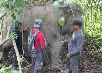 Begini Cara BKSDA dan FKL Cegah Konflik Gajah di Belantara Aceh Timur