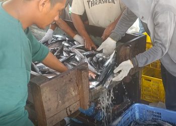 Sepekan Terakhir, Hasil Tangkapan Nelayan Menurun Harga Ikan Meningkat di PPN Idi