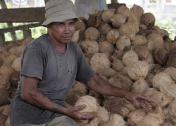 Potensi Kelapa Aceh dan Minyak Kelapa Murni Untuk Anti Virus Corona