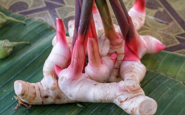 Ayo Membaca Sejenak, Lengkuas Penambah Sperma Pria dan untuk KesehatanTubuh