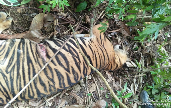 Si Nek Sumatera Tewas di Hutan Peunaron