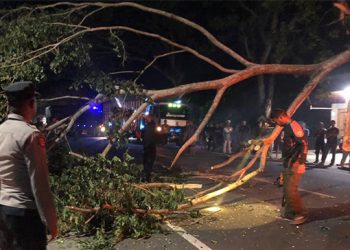 Dahan Pohon Trembesi Patah, Lalin Banda Aceh- Medan Macet