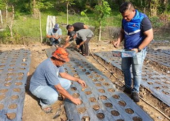 Motivasi Petani Aceh Timur, Heriyansyah Buka Demplot Bawang Merah