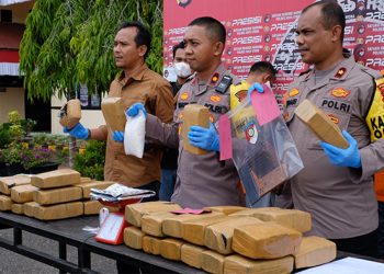 Polisi Aceh Utara Berhasil Tangkap Penyelundup Ganja Berjumlah 42 Kg Tujuan Bali