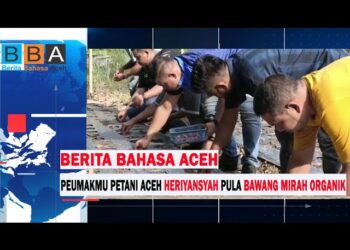 Berita Bahasa Aceh | Peumakmu Peutani Aceh Heriyansyah Pula Bawang Mirah Organik
