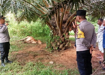 Patani Aceh Timur Resah, Harimau Sumatera Karap Mangsa Ternak