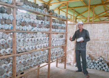 Budidaya Jamur Binaan Medco E & P Malaka di Lingkar Blok A Lancar