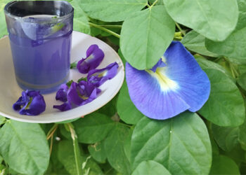 Bunga Telang Untuk Meningkatkan Daya Ingat
