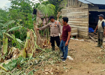 Gajah Liar Mengamuk di Aceh Timur, Tiga Rumah Rusak