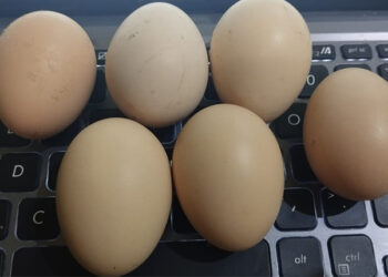 Apakah Telur Dapat Meningkatkan Gairah Seks Anda?