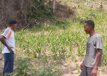 Medco E & P Malaka Bantu Kelompok Tani Kunyit di Gampong Alur Siwah