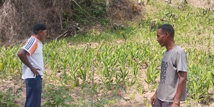 Medco E & P Malaka Bantu Kelompok Tani Kunyit di Gampong Alur Siwah